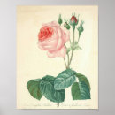 Search for redoute posters Vintage