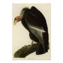 Search for condor bird posters Illustration