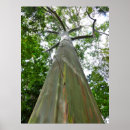 Search for gum tree posters Eucalyptus