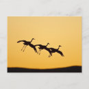 Search for apache cards invites Flight