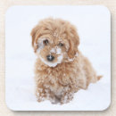 Search for mixed breed coasters Adorable