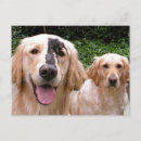 Search for retrievers postcards Canine