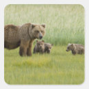 Search for ursus stickers Cub