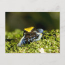 Search for ears postcards Nature