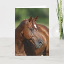 Search for chestnut horse cards Animal