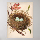 Search for antique bird nest posters Eggs