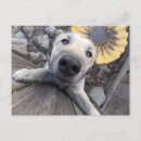 Search for shepard postcards Cute