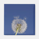 Search for growth magnets Flower