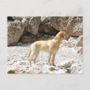 Search for st patty postcards Cute