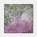 Search for azaleas magnets Tree