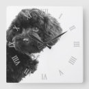 Search for cute photography Dog