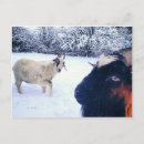 Search for goates postcards Farm