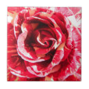 Search for white rose photography Roses