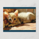 Search for sad postcards Kitten