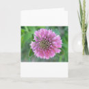 Search for pretty photo cards Blossom