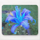 Search for daylilies mousepads Daylily