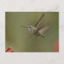 Search for mighty postcards Bird