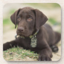 Search for chocolate coasters Puppy