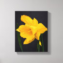 Search for daffodil canvas prints Black