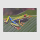Search for frog tissue paper Wildlife