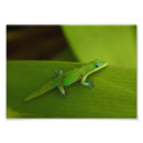 Search for gecko art Wild