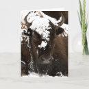 Search for wildlife photography cards Wyoming