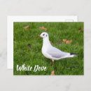 Search for bird lovers postcards Animal