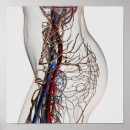 Search for arteries and veins posters Immunology