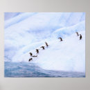 Search for antarctic ocean posters Cold