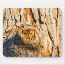 Search for screech mousepads Danita delimont