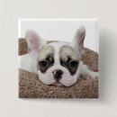 Search for domesticated pets badges Puppy