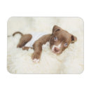 Search for pit bull magnets Canine