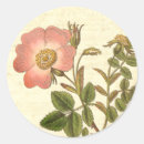 Search for beautiful pink rose stickers Botanical
