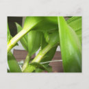 Search for macro cards invites Detail