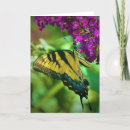Search for swallowtail photography Summer