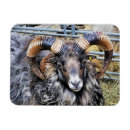 Search for rams magnets Animals