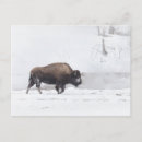 Search for yellowstone bison postcards Snow