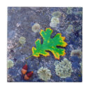 Search for oak tiles Botanical