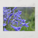 Search for back yard postcards Outdoors