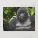 Search for mountain gorillas postcards Species