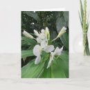 Search for ginger cards White