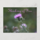 Search for thistles postcards Photography