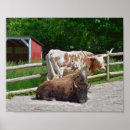 Search for texas longhorn posters Cattle