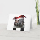 Search for colt christmas cards Equestrian