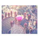 Search for prickly pear Desert