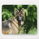 Search for bob hair electronics Shepherd german