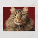 Search for maine coon cat christmas cards Kitty