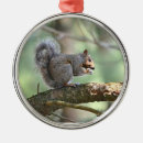 Search for squirrels christmas tree decorations Forest