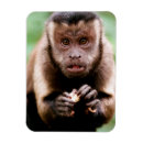 Search for capuchin magnets Monkey