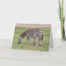 Search for colts cards Animals